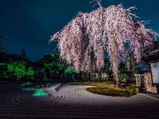 高台寺 夜桜
