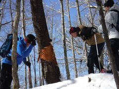 鹿のツノ研ぎ跡