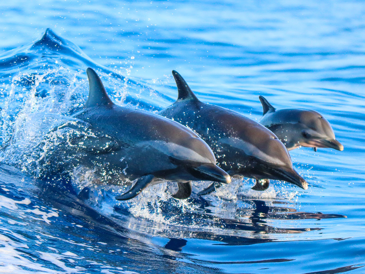 Incredible moment dolphin swims straight at surfer and almost hits him