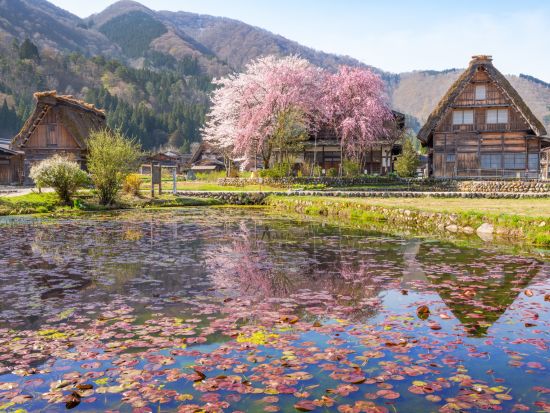 金沢発着日帰りバスツアー 白川郷＋飛騨高山  世界遺産と小京都をめぐるプラチナルート周遊 山の幸満載の昼食付＜水・木 催行／添乗員同行／1日＞*即予約確定日あり