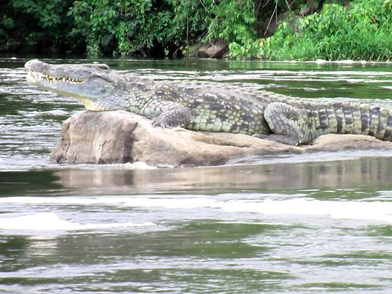 Murchison Falls NP Crocodile VIII
