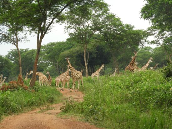 アフリカの真珠！ウガンダの周遊ツアーで美しい自然と野生動物に出会おう＜5泊6日／英語／エンテベ空港発着＞