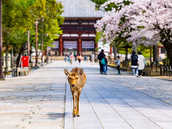 フランス生まれの不思議な乗り物 シクロポリタン で巡る新感覚お花見ツアー 地元ガイドが最高の桜スポットへご案内 約90分 ガイド付き 奈良公園周辺 By 心家 奈良の観光 遊び 体験 レジャー専門予約サイト Veltra ベルトラ