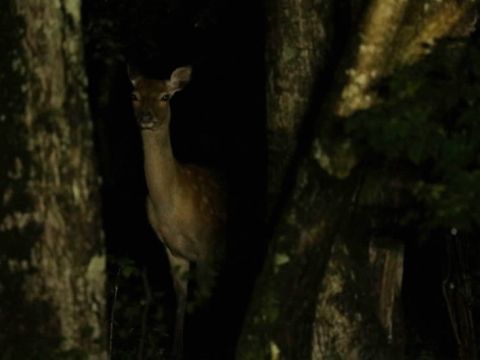 知床ナイトサファリツアー　世界遺産知床 車に乗り込み、夜の森へ動物探しへ出発！【前日18時までリクエスト予約可】＜4～11月／2時間／知床＞by ピッキオ
