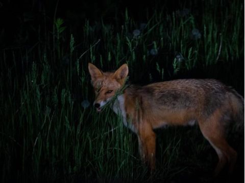 知床ナイトサファリツアー　世界遺産知床 車に乗り込み、夜の森へ動物探しへ出発！【前日18時までリクエスト予約可】＜4～11月／2時間／知床＞by ピッキオ