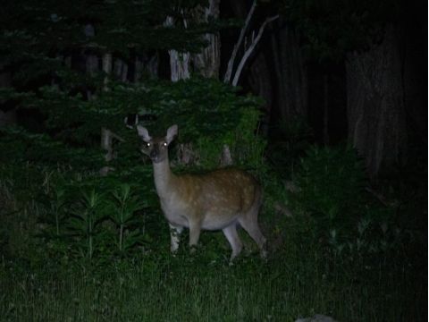 知床ナイトサファリツアー　世界遺産知床 車に乗り込み、夜の森へ動物探しへ出発！【前日18時までリクエスト予約可】＜4～11月／2時間／知床＞by ピッキオ