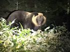 知床ナイトサファリツアー　世界遺産知床 車に乗り込み、夜の森へ動物探しへ出発！【前日18時までリクエスト予約可】＜4～11月／2時間／知床＞by ピッキオ
