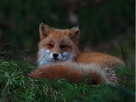 知床ナイトサファリツアー　世界遺産知床 車に乗り込み、夜の森へ動物探しへ出発！【前日18時までリクエスト予約可】＜4～11月／2時間／知床＞by ピッキオ
