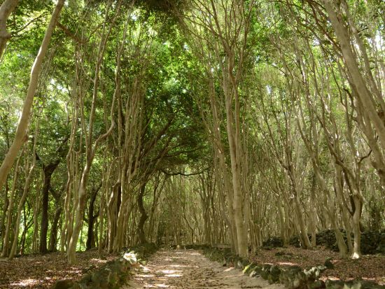 萩ジオパーク 笠山ジオガイドツアー！標高112ｍの小さな火山を探索しよう＜午前・午後／1.5時間／萩市＞by 萩ジオパーク推進協議会