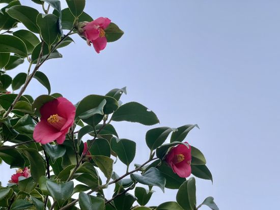 福江島街歩き 五島家の歴史と伊能忠敬も歩いた道を楽しむぶらりウォーキング＜2時間＞ by アクロス五島