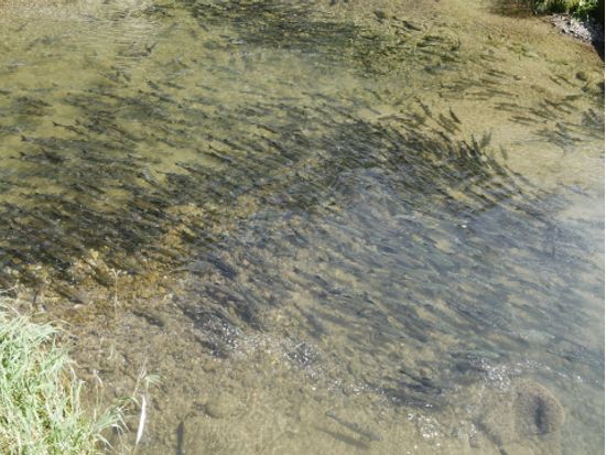 【秋限定】サケの遡上ウォッチングツアー　世界遺産知床で専門ガイドがご案内【前日18時までリクエスト可】＜9～10月／斜里町ウトロ地区送迎可＞byピッキオ