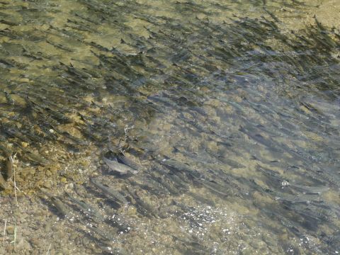 【秋限定】サケの遡上ウォッチングツアー　世界遺産知床で専門ガイドがご案内【前日18時までリクエスト可】＜9～10月／斜里町ウトロ地区送迎可＞byピッキオ