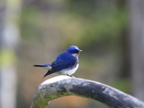 フレぺの滝ネイチャーウォーク　地元ガイドとフレペの滝までを散策【前日18時までリクエスト可能／1名様から催行】＜4～11月／知床自然センター集合＞byピッキオ