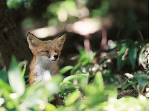 フレぺの滝ネイチャーウォーク　地元ガイドとフレペの滝までを散策【前日18時までリクエスト可能／1名様から催行】＜4～11月／知床自然センター集合＞byピッキオ