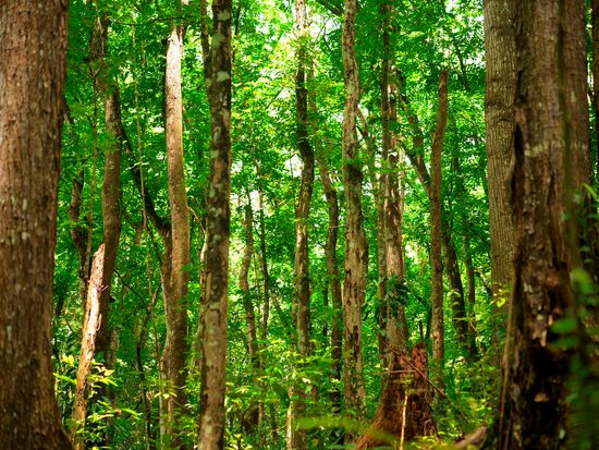 Philippines_beechtreeforest_pixta_63641529_XL