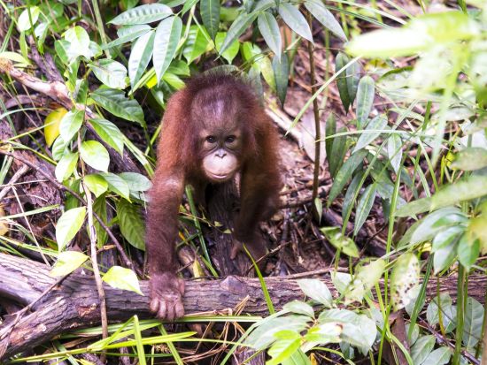オランウータンサンクチュアリ（特別保護区）エコパーク観光ツアー＜1日／昼食付／ペナン発＞