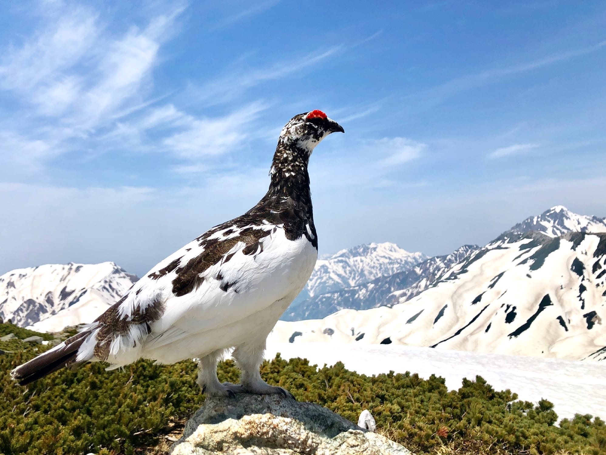 立山と雷鳥 銅製風鈴-