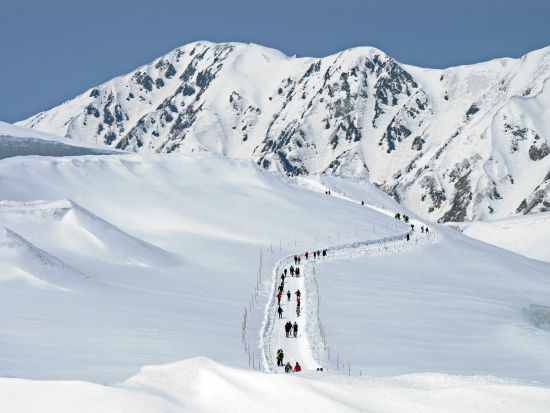 GW限定！春の富山絶景バスツアー 雪の大谷ウォーク＆チューリップ300万本の祭典＜2026年4月29日(水)～5月5日(火)／お弁当付き／富山駅発着＞