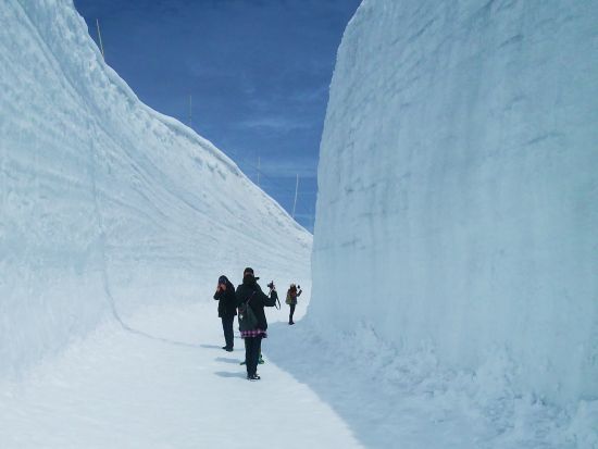 富山発着日帰りバスツアー 立山黒部アルペンルート・雪の大谷ウォーク直行バス（またはケーブルカー） 富山県自然解説員が同行！＜4～5月／昼食付＞