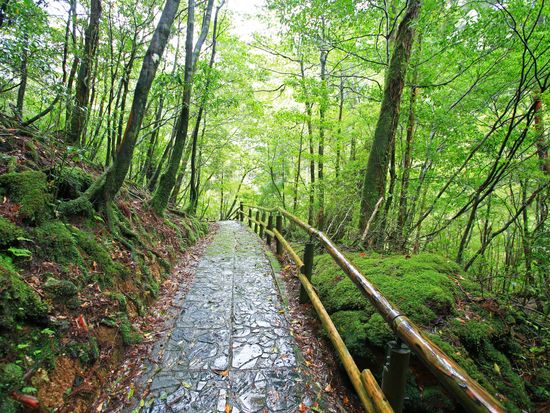 pixta_22858358_Mヤクスギランド