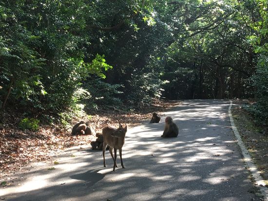 ★世界自然遺産★ 【屋久島】西部林道