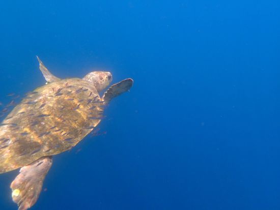 シーカヤック1日ツアー  屋久島公認ガイド 田脇さんがご案内　シュノーケリングやティータイムを楽しめる自由時間もあり by ショアーズ