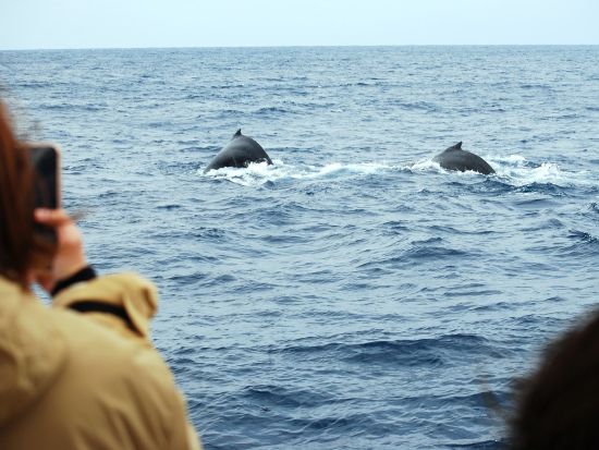 体験ダイビング&ホエールウォッチング  人気2アクティビティを1日で♪＜1～3月／名瀬・龍郷町送迎可＞ by 奄美大島ダイビングエンドレスブルー