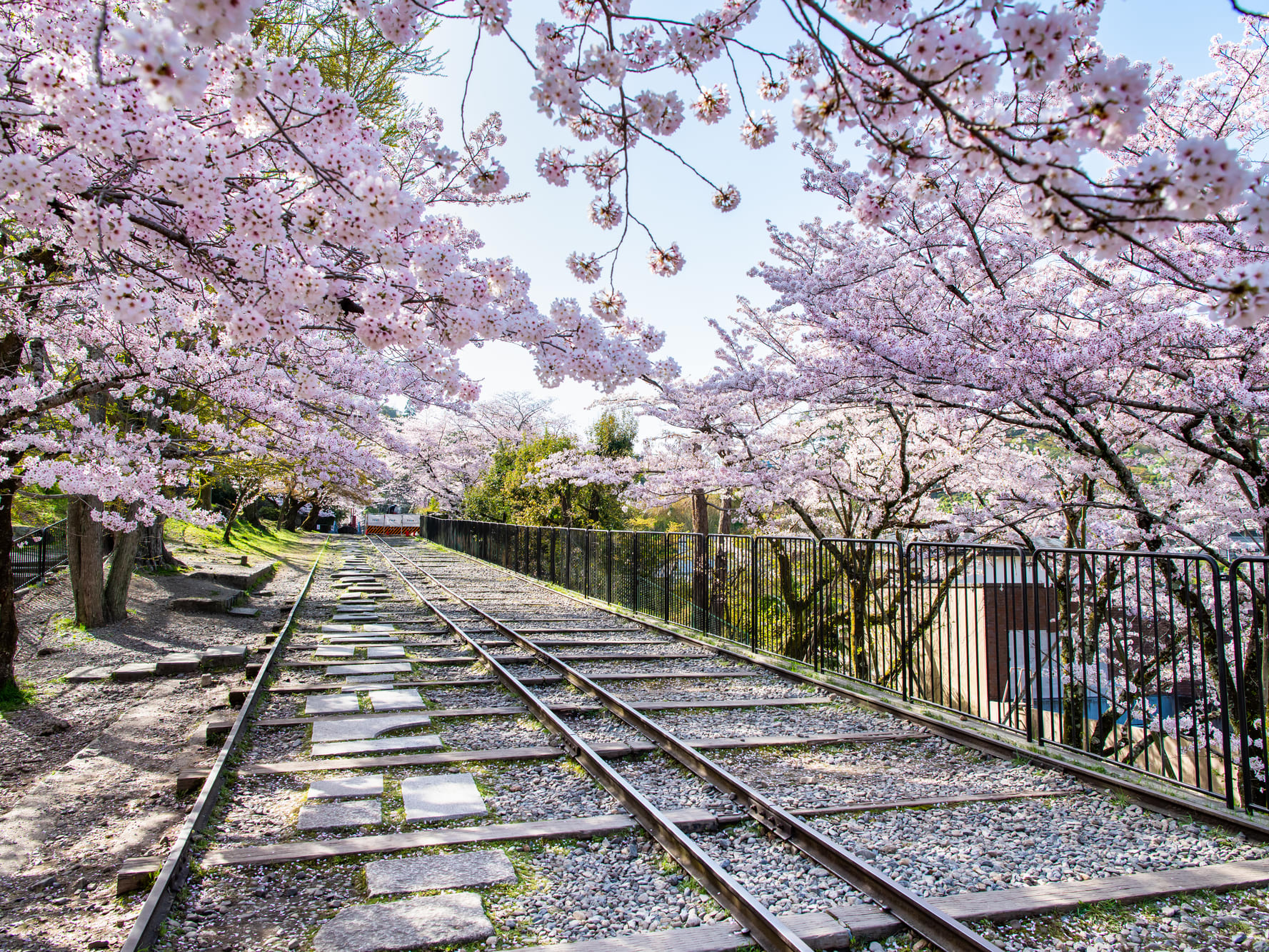 桜の名所バスツアー 祇園しだれ桜＋高台寺＋将軍塚青龍殿＋蹴上インク