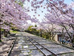 桜の名所バスツアー 祇園しだれ桜＋高台寺＋将軍塚青龍殿＋蹴上インクライン（2026/3/20～4/5）＜昼食付／京都駅発＞by おこしバス（京都定期観光バス）の写真