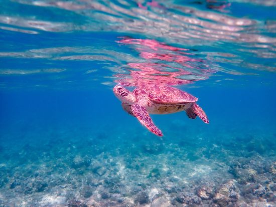 ウミガメシュノーケリングツアー　世界が恋するケラマブルーのウミガメに会いに行こう！レンタル器材無料＜選べる出発時間／阿嘉島発＞