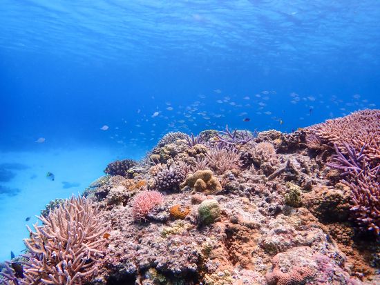 ウミガメシュノーケリングツアー　世界が恋するケラマブルーのウミガメに会いに行こう！レンタル器材無料＜選べる出発時間／阿嘉島発＞