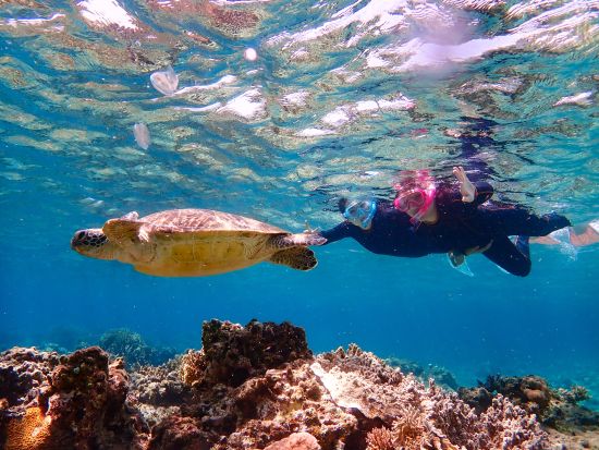 ウミガメシュノーケリングツアー　世界が恋するケラマブルーのウミガメに会いに行こう！レンタル器材無料＜選べる出発時間／阿嘉島発＞