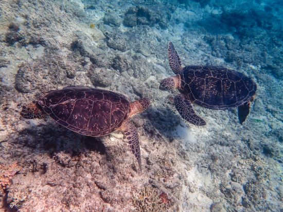 ウミガメシュノーケリングツアー　世界が恋するケラマブルーのウミガメに会いに行こう！レンタル器材無料＜選べる出発時間／阿嘉島発＞
