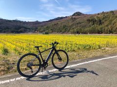 新舞子菜の花
