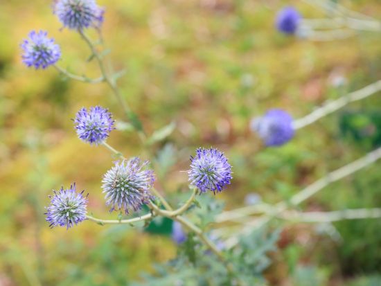 佐世保港⇔宇久平港 九州商船チケット 五島列島・宇久島へ！ スマホ提示で受付らくらく！＜高速船／フェリー＞
