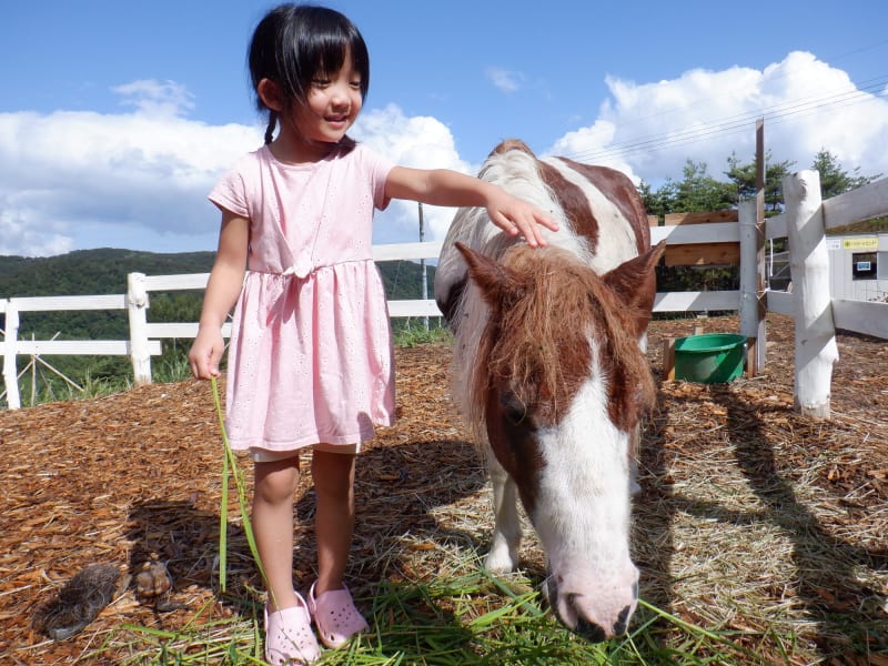 佐渡島 ポニーと散歩 乗馬体験 かわいいポニーとの触れ合いを楽しめる 3歳未満は無料 4 10月 1時間 By サードフィールドさど 佐渡島の観光 遊び 体験 レジャー専門予約サイト Veltra ベルトラ