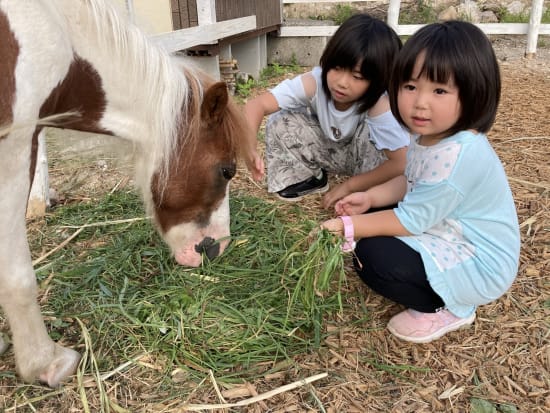 佐渡島 ポニーと散歩 乗馬体験 かわいいポニーとの触れ合いを楽しめる 3歳未満は無料 4 10月 1時間 By サードフィールドさど 佐渡島の観光 遊び 体験 レジャー専門予約サイト Veltra ベルトラ