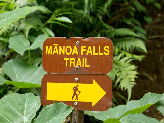 マノア滝ハイキングツアー　大自然がもたらすエネルギーを全身で感じよう！＜日本語ガイド／オーガニックランチ付き＞
