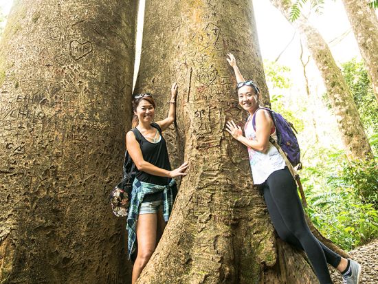 マノア滝ハイキングツアー　大自然がもたらすエネルギーを全身で感じよう！＜日本語ガイド／オーガニックランチ付き＞