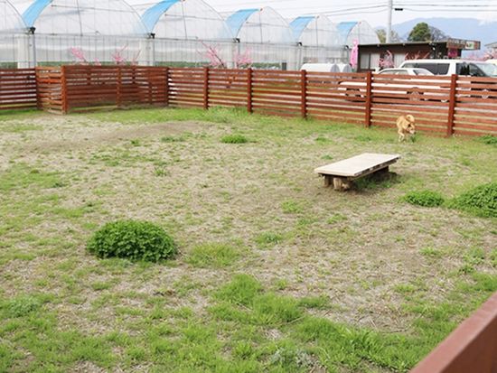 img_dog_run_komazawa_fruits_735_480