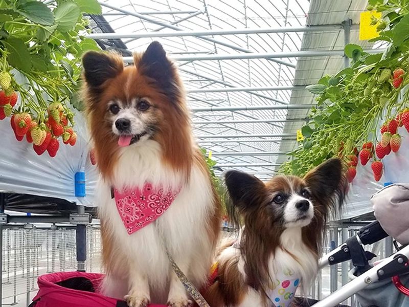 img_dog_ichigo__001_735_480