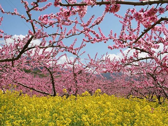 img_peach_flower_735_480