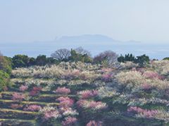 綾部山梅林