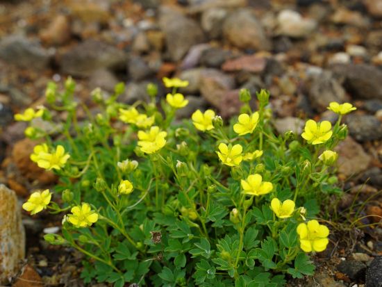 十勝岳ミニトレッキング　迫力満点の噴煙を間近で感じよう！春は残雪、秋には紅葉の大パノラマ！＜4～10月／1名から催行／白金温泉発着＞