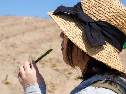 アスパラ刈り体験 美瑛の丘で採れたてのアスパラを生でガブリ！水分がしたたるジューシーさに感動 ＜5月下旬～6月末／美瑛町＞