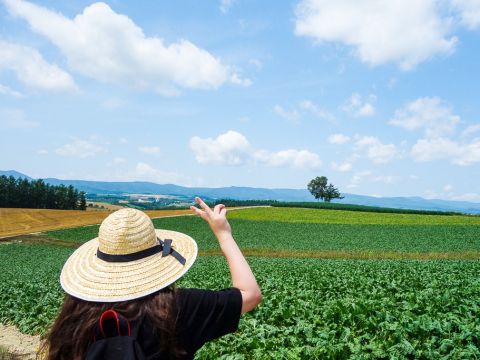 美瑛パッチワークの丘 散策「畑 DE フットパス」特別な許可をもらって美瑛の丘へ ！＜6～9月／1名から催行／美瑛町＞