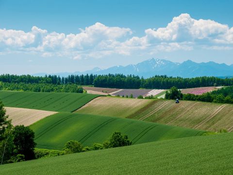 美瑛 パッチワークの丘ウォーキングツアー 十勝岳連峰の山々、広大な牧草地、木立の間を歩く爽やかさは格別！＜1名様から催行／4～11月／美瑛町＞
