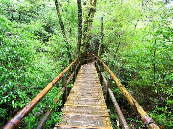 ヤクスギランドトレッキングツアー 80分または150分コースと樹齢3000年の紀元杉をご案内いたします。