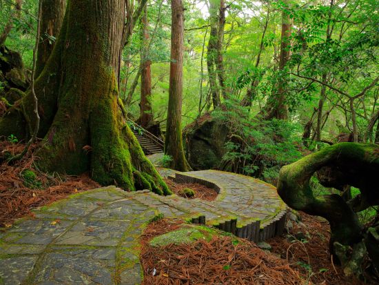 ヤクスギランドトレッキングツアー 80分または150分コースと樹齢3000年の紀元杉をご案内いたします。