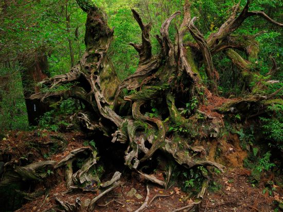 ヤクスギランドトレッキングツアー 80分または150分コースと樹齢3000年の紀元杉をご案内いたします。